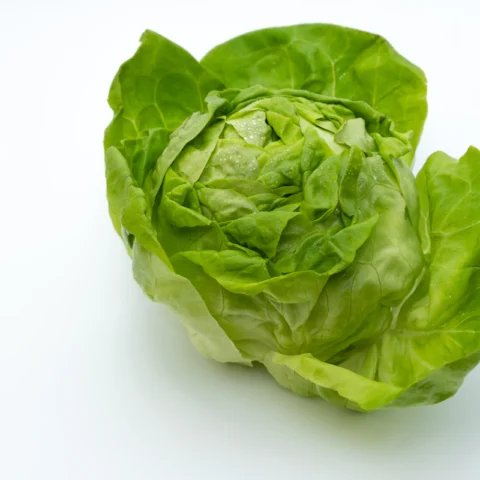 Butter Lettuce Twin Pack