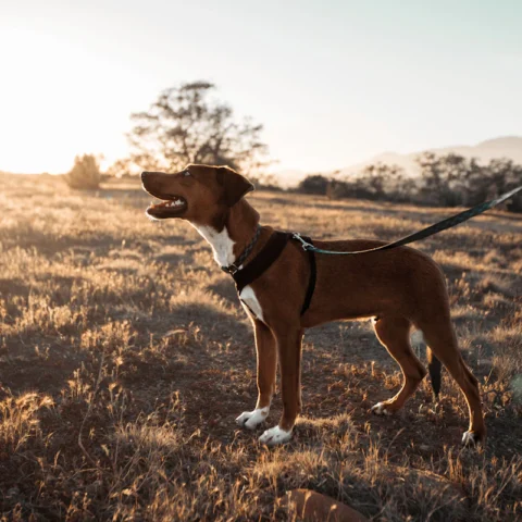 No-Pull Harness & Leash Set