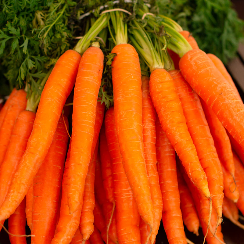 Rainbow Carrot Bunch — Front view