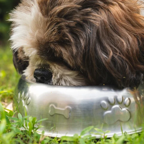 Slow-Feeder Bowl Set